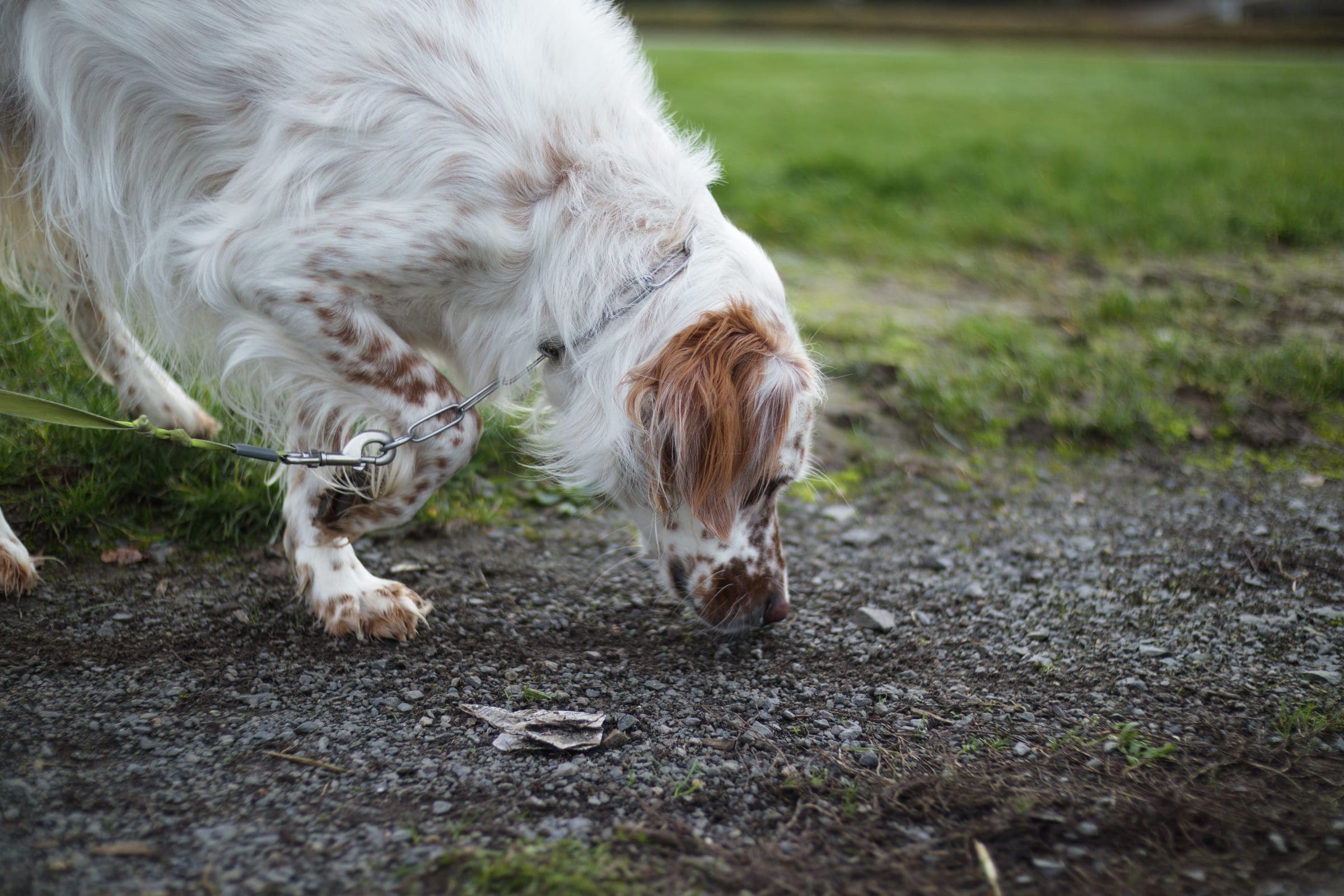 A working dog on a long line reading scent on a NASDA trail, handler stepped back.