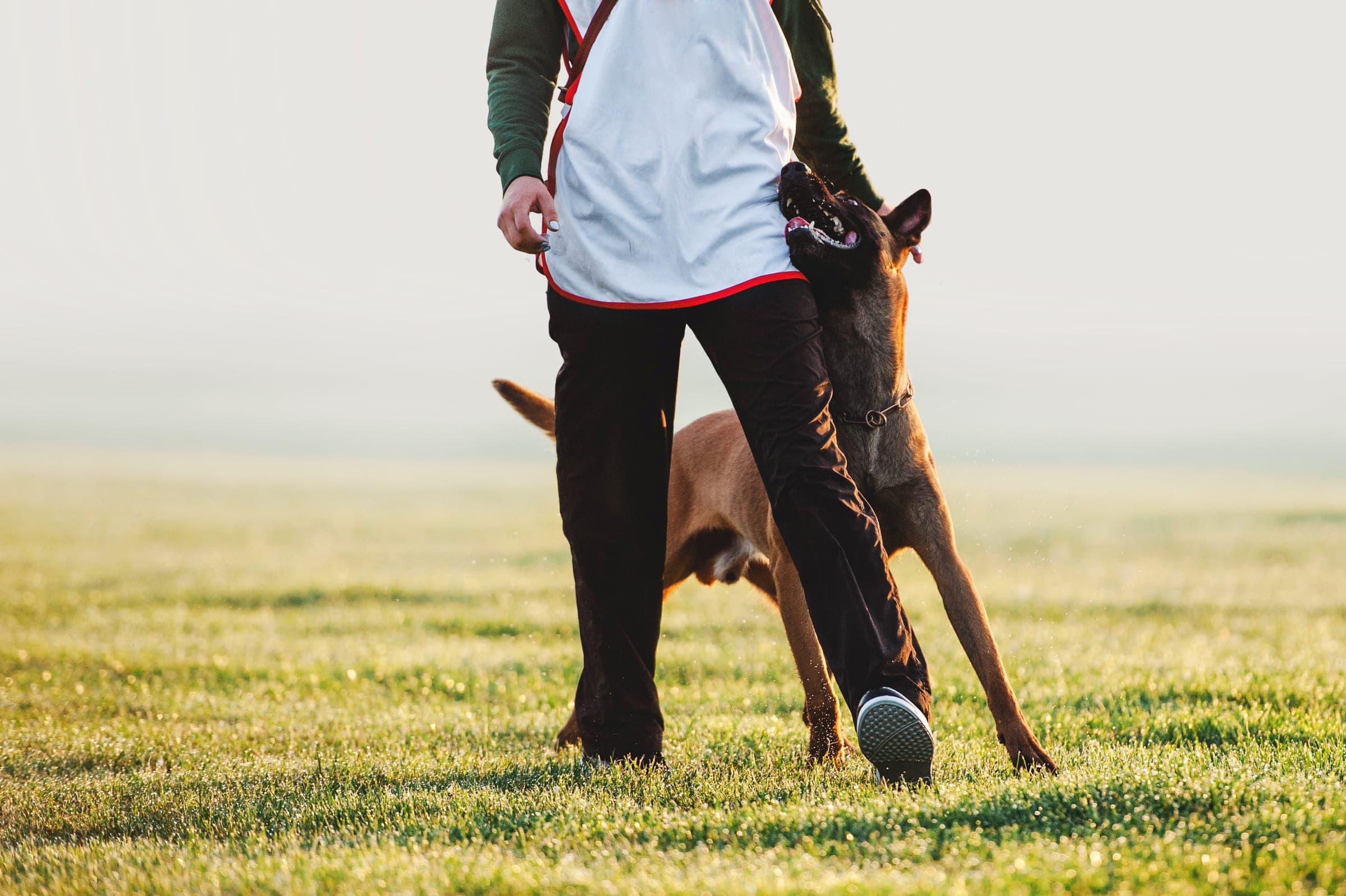 Working dog at heel position in the obedience ring, focused on the handler during a heeling pattern.
