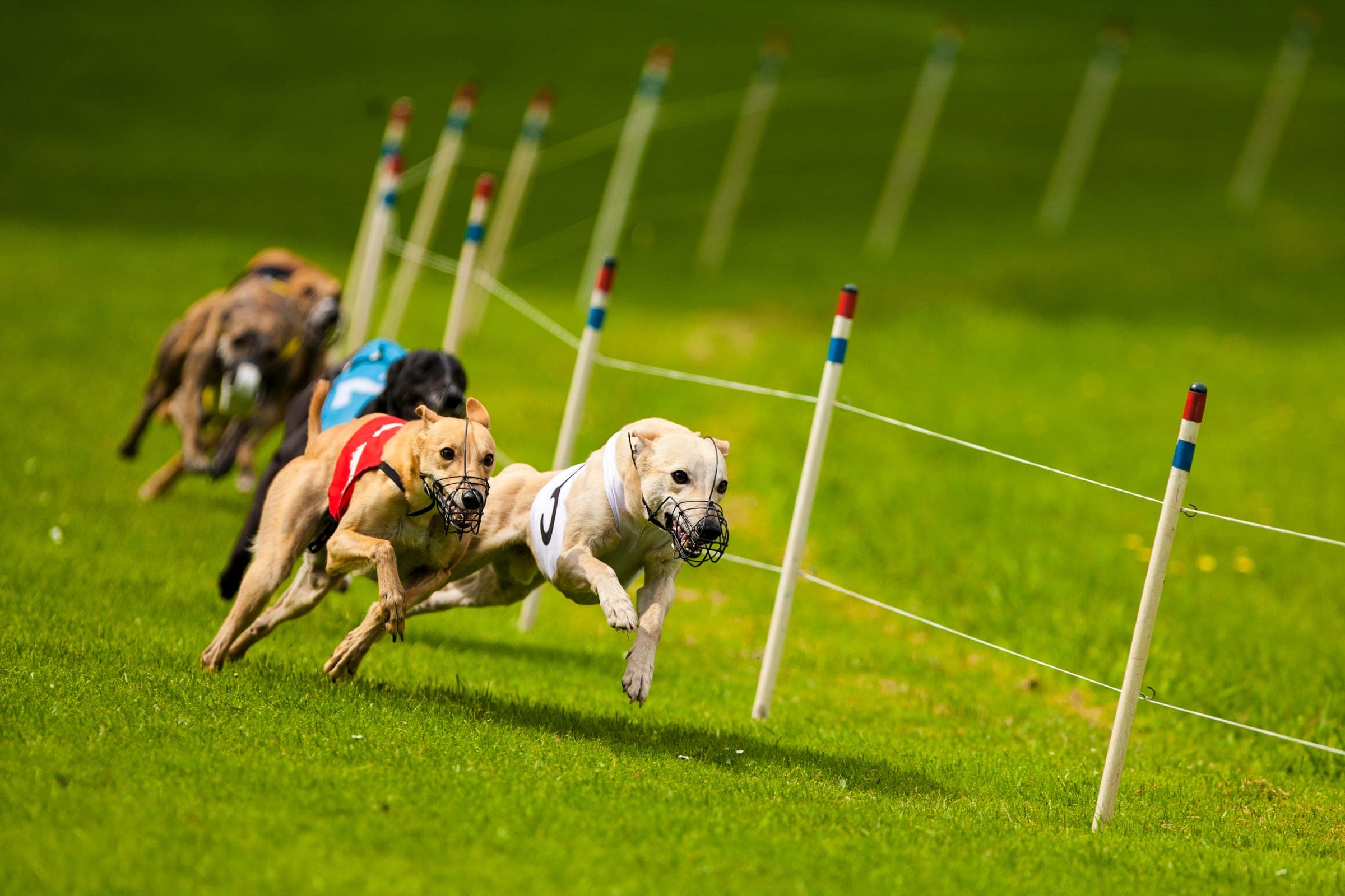 A whippet at full stride coming out of a turn on a NOTRA oval track, chasing the mechanical lure.