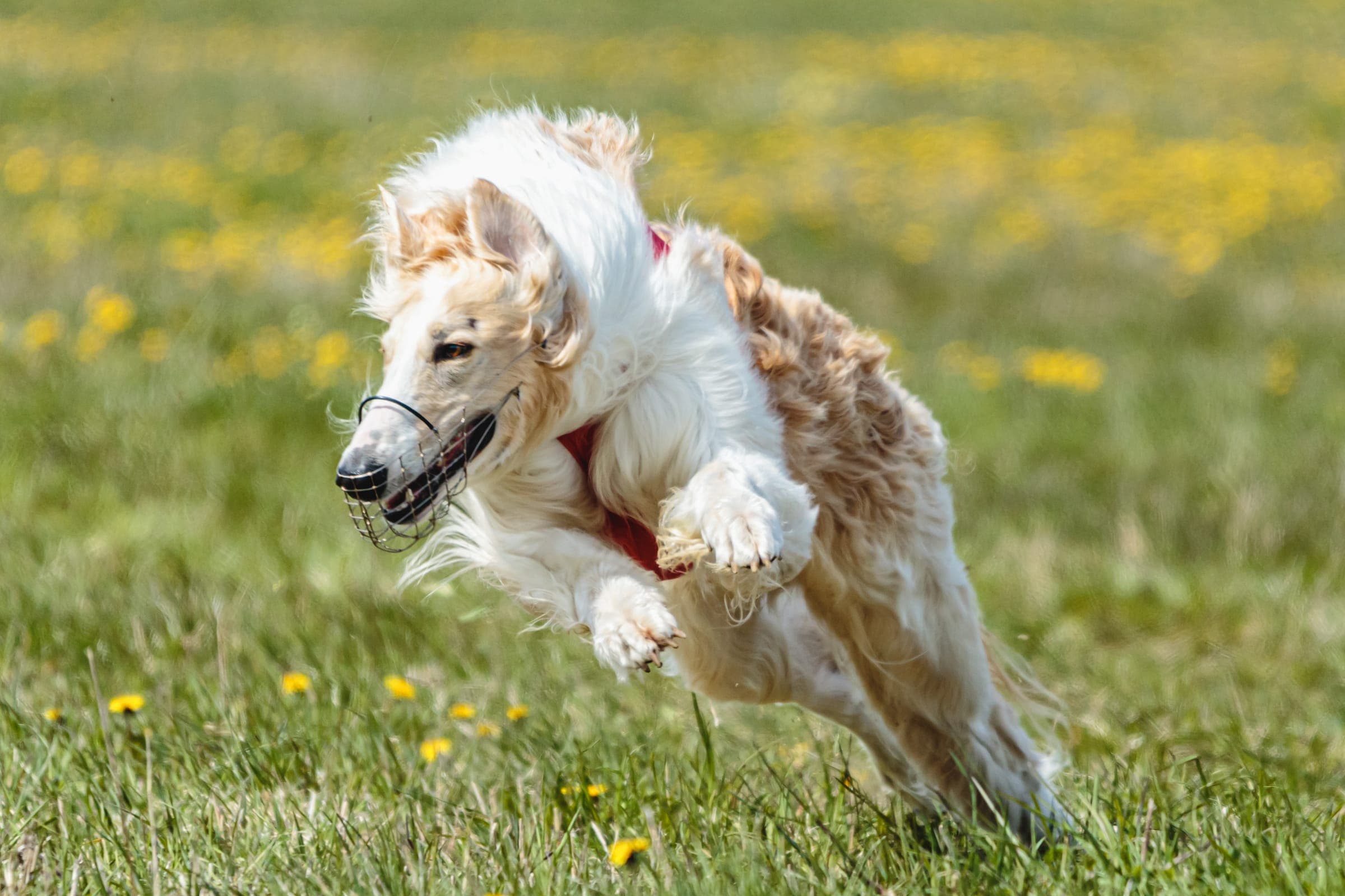 A long-coated sighthound in a coursing muzzle at full extension, chasing a lure across a dandelion field.