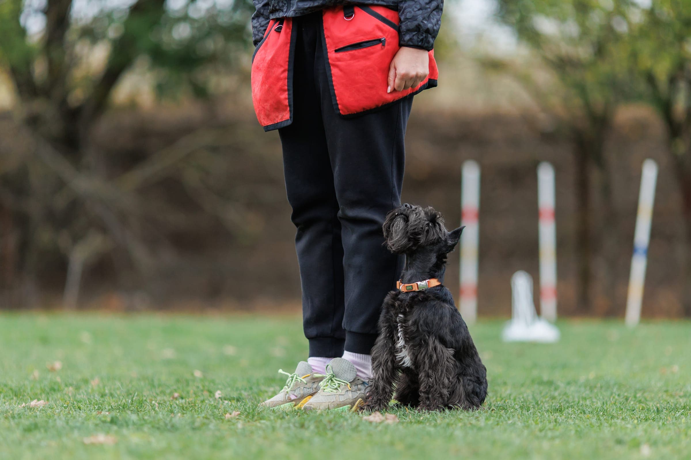 Handler and dog at a numbered Rally station mid-course, dog in heel position reading the sign.