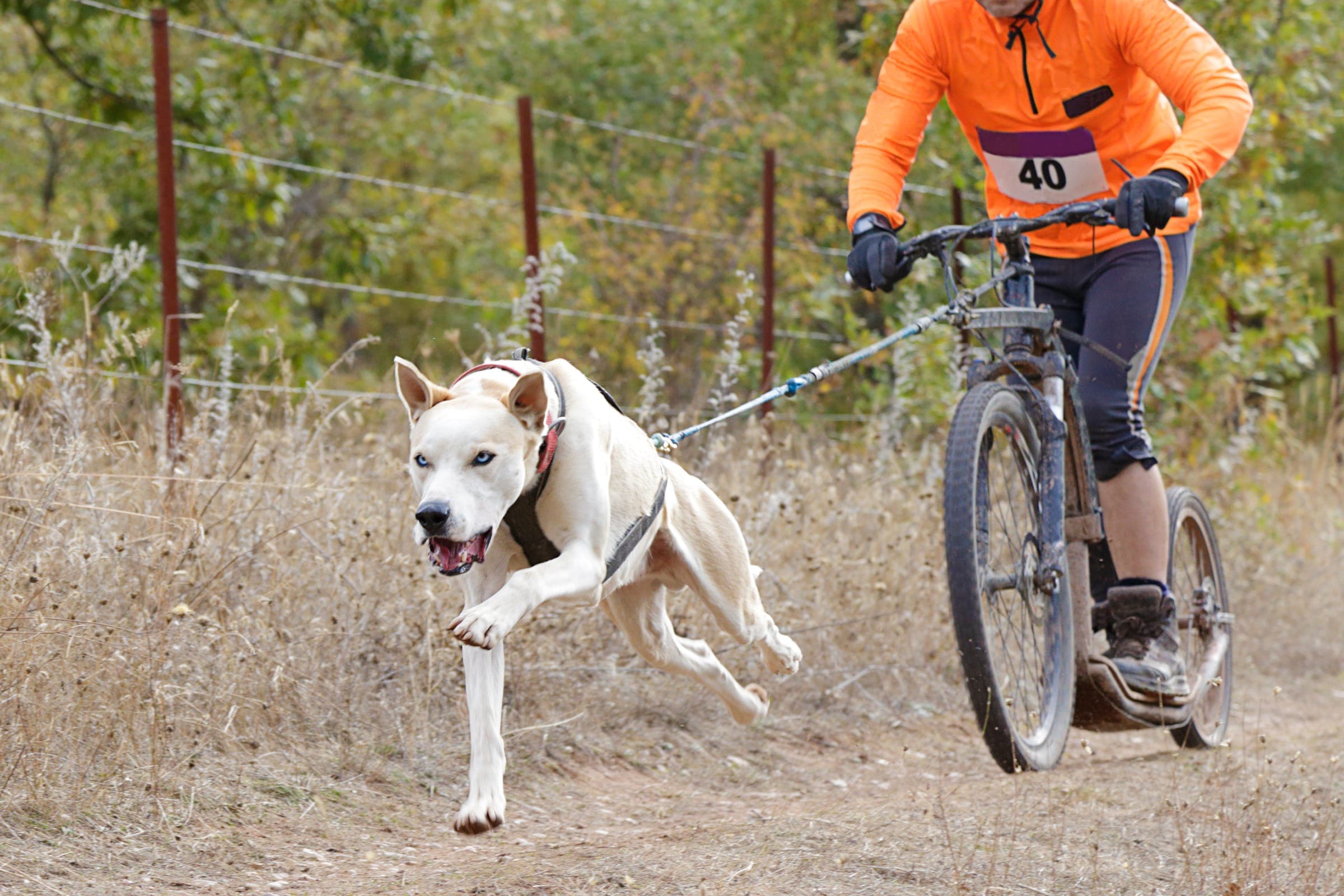 A musher on an off-road Diggler mountain scooter behind a white dog in pulling harness during a canicross race.