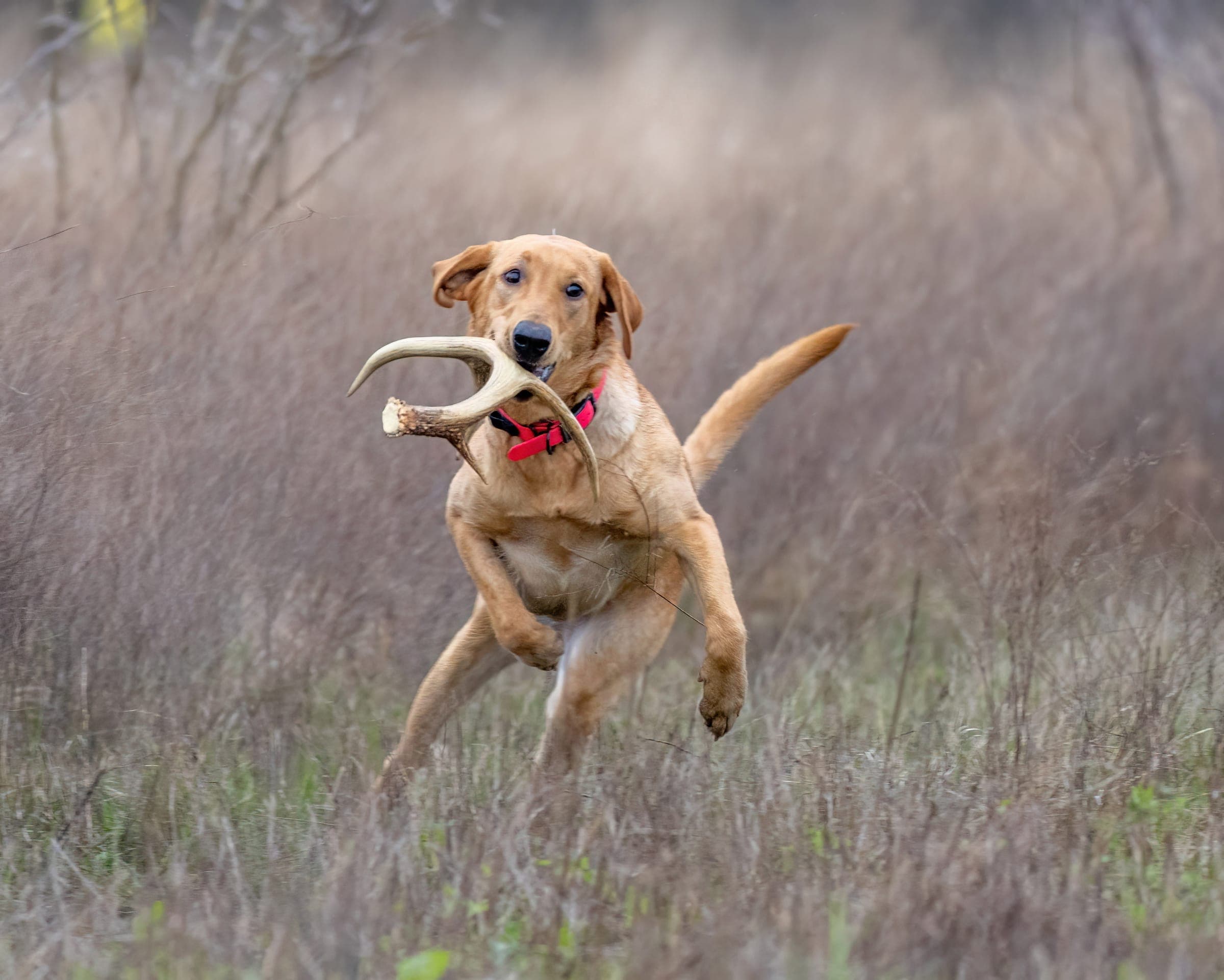 A retriever in late-winter cover carrying a shed antler back to its handler.