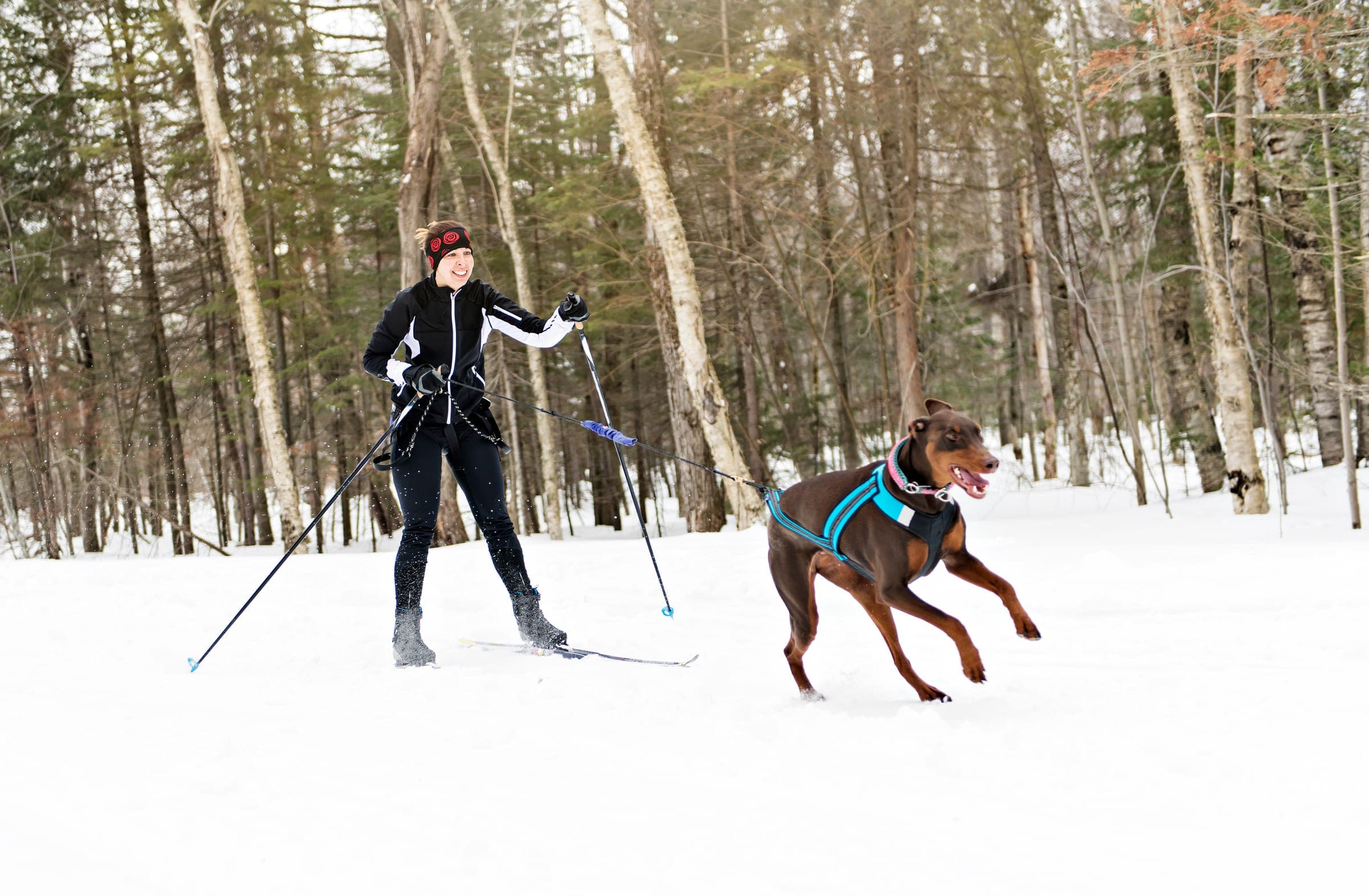 A cross-country skier behind a Doberman in pulling harness on a forested snow trail.
