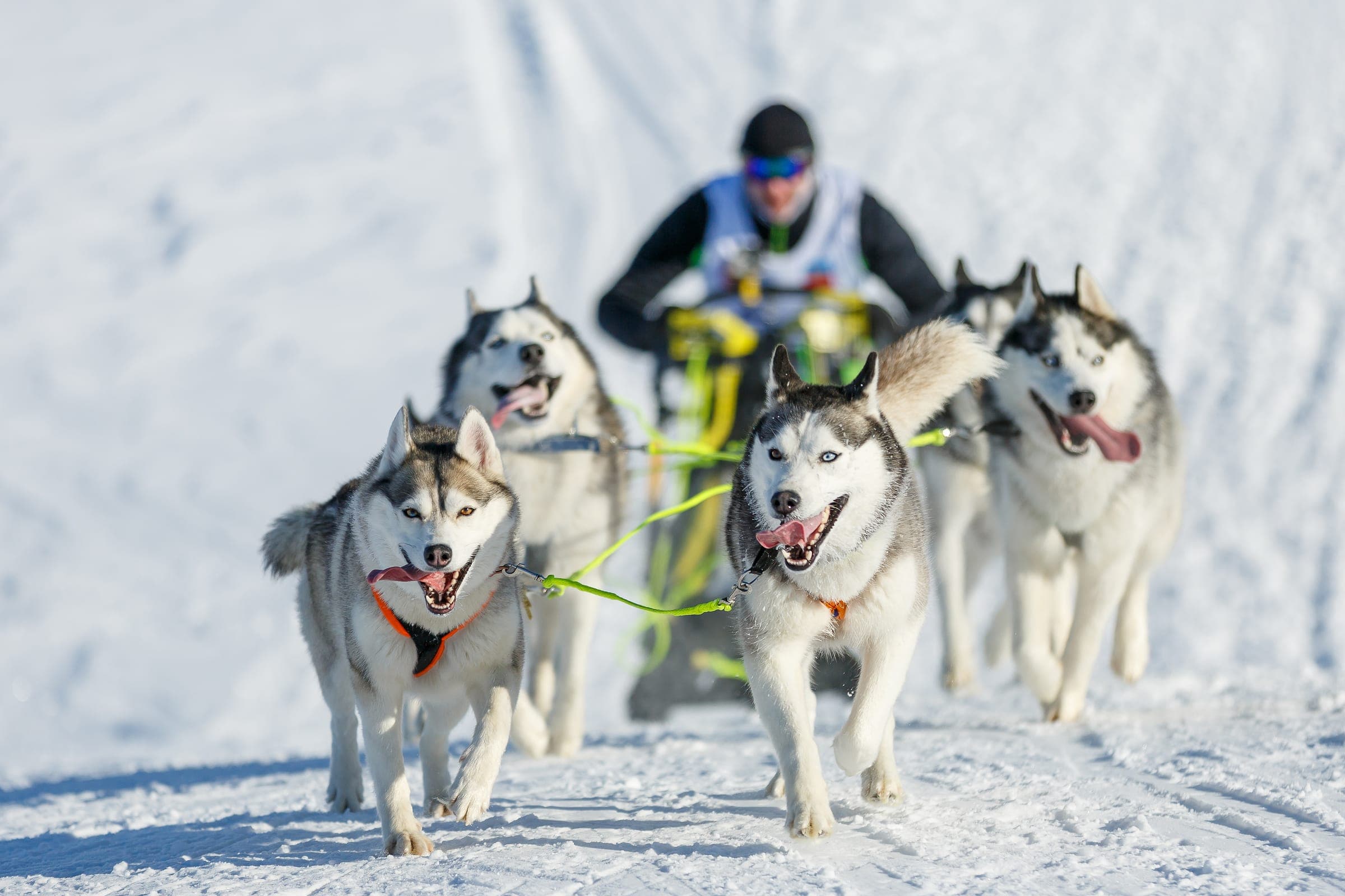 A musher crouched behind their sleigh as the dog team pulls hard through a winter sled-dog race.