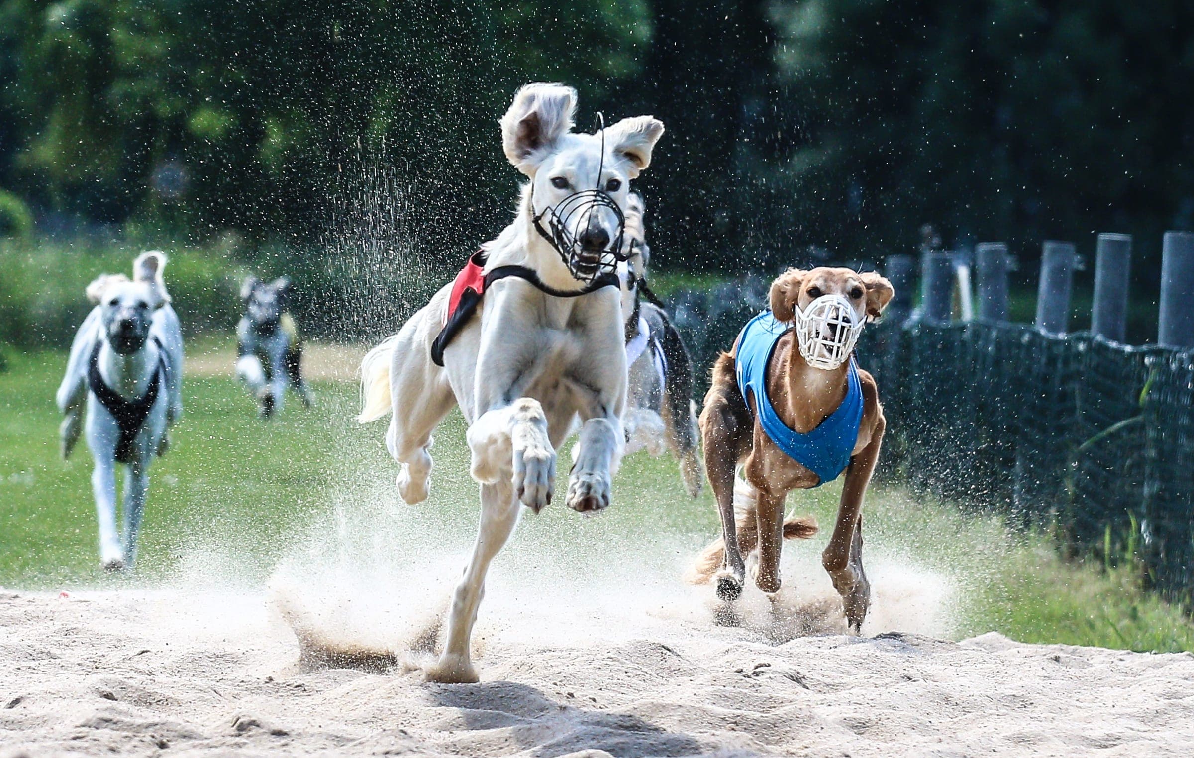 Sighthounds sprinting down a sand straight track at an amateur racing meet.