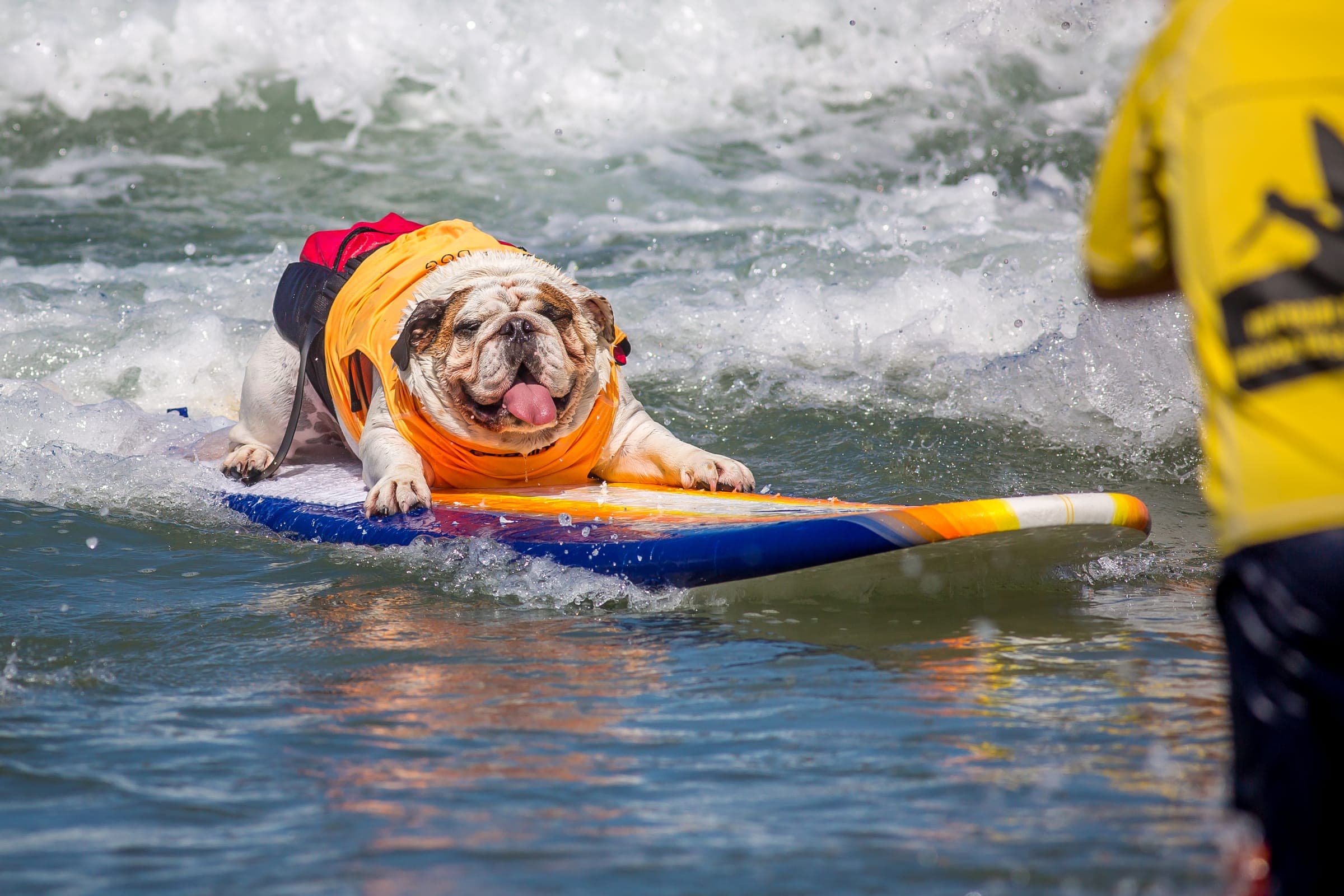A dog riding a foam surfboard on a breaking wave with the handler watching from waist-deep water.