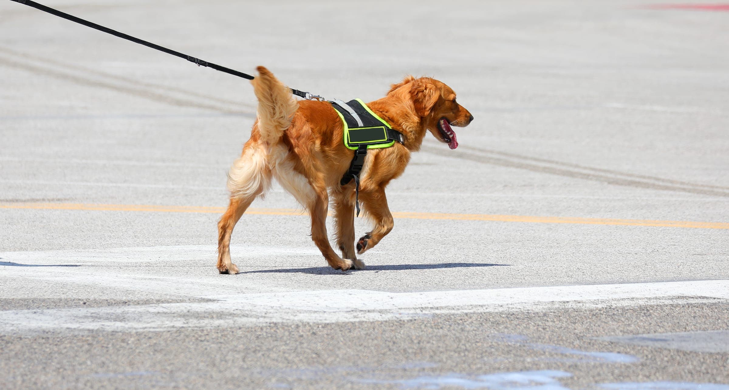 A working dog nose-down on a tracking line, following a footstep trail across open field.
