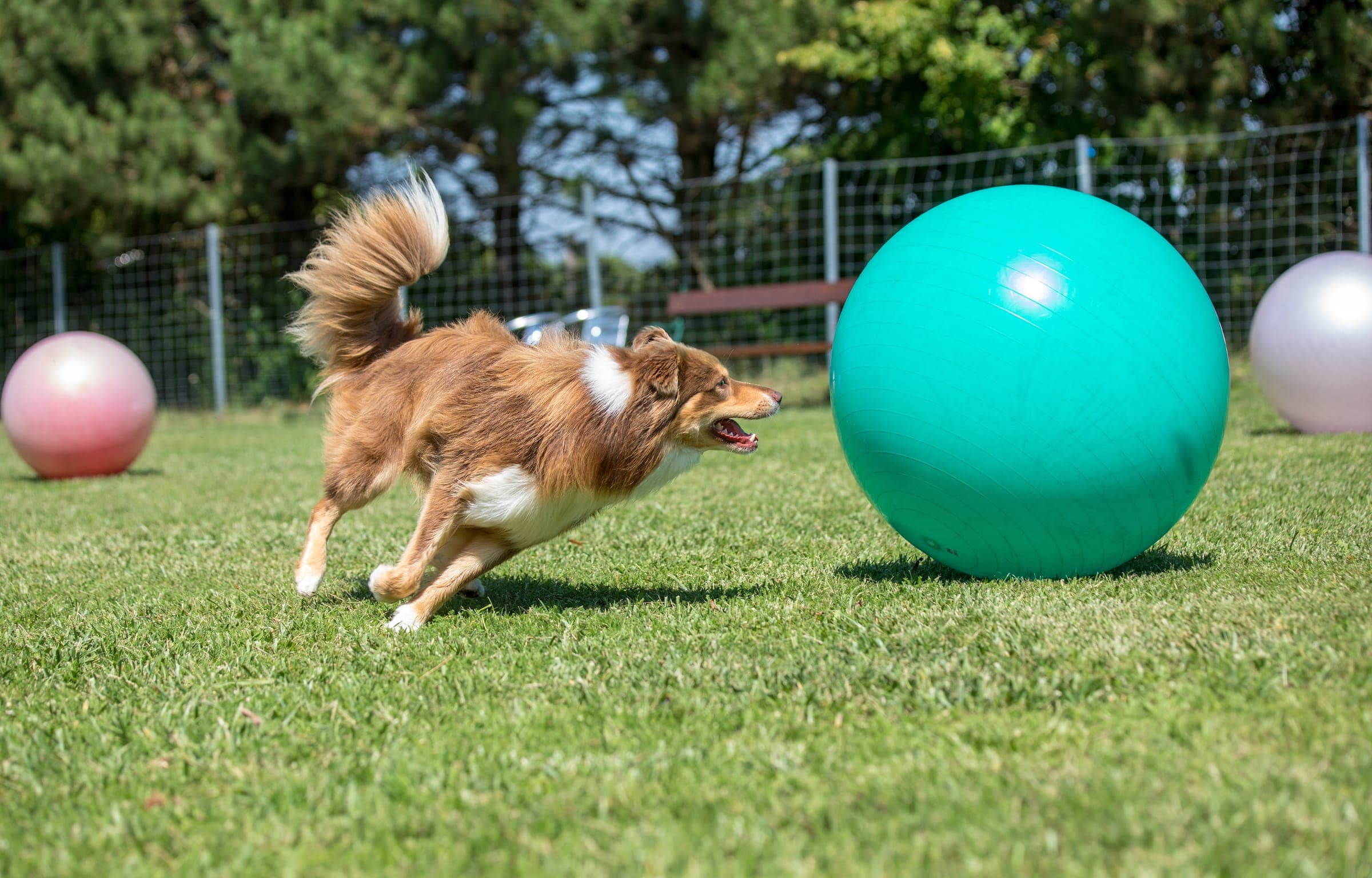 A herding dog driving a large exercise ball toward the goal in a Treibball field.
