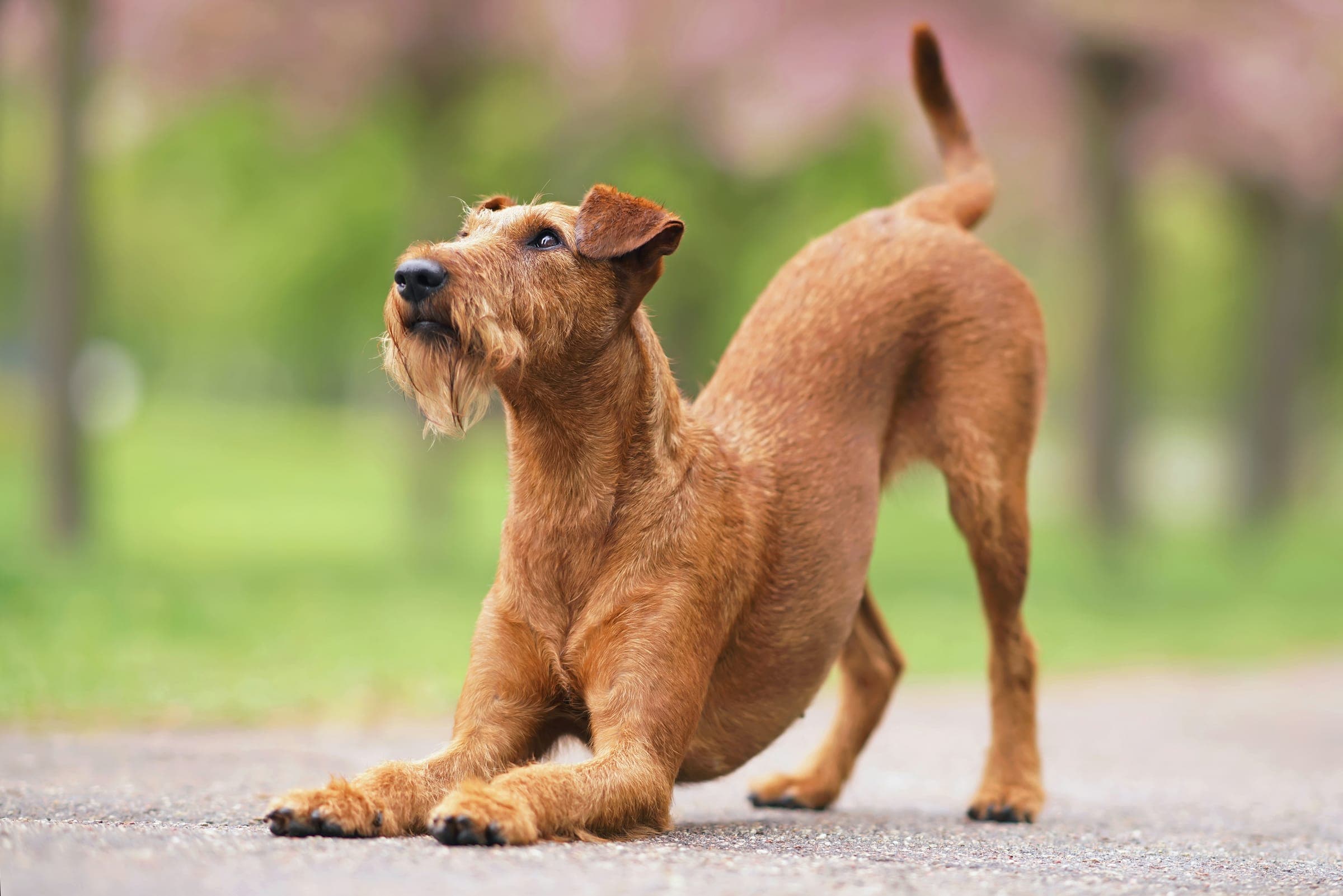 A dog in a play-bow trick position, front legs down and hindquarters up, mid-cue.