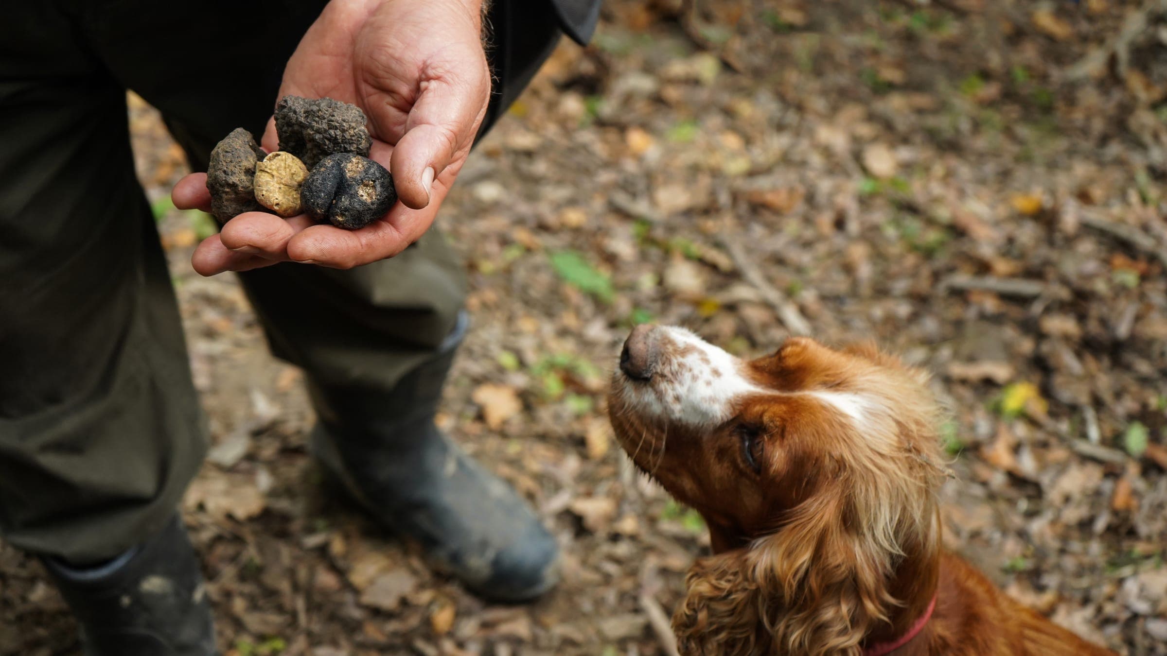 A working dog on a forest floor indicating a buried truffle as the handler kneels with a small trowel.