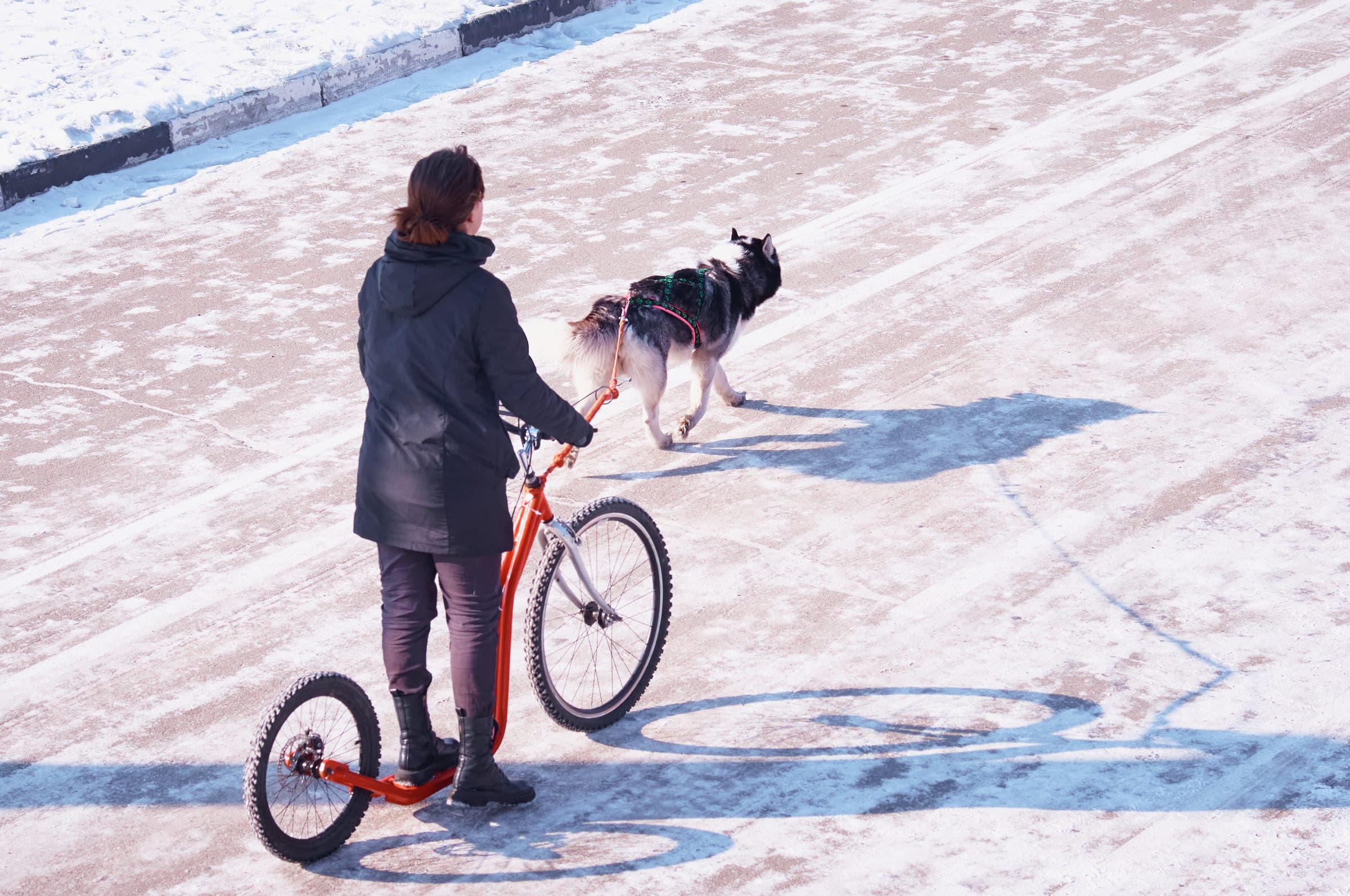 Top-down view of a Siberian Husky in orange harness pulling a rider on a red two-wheeled dryland scooter across snow-dusted urban pavement.