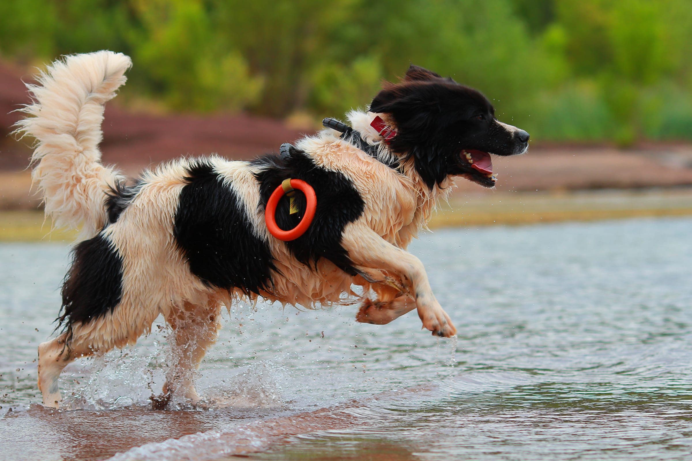 A Newfoundland towing a steward back to shore during a water rescue test on a calm lake.