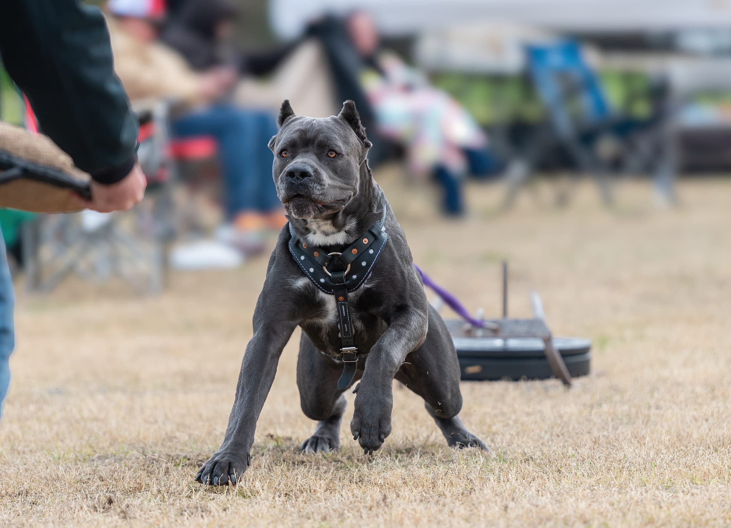 A working dog leaning into a fitted harness mid-pull on a weight-pull cart.